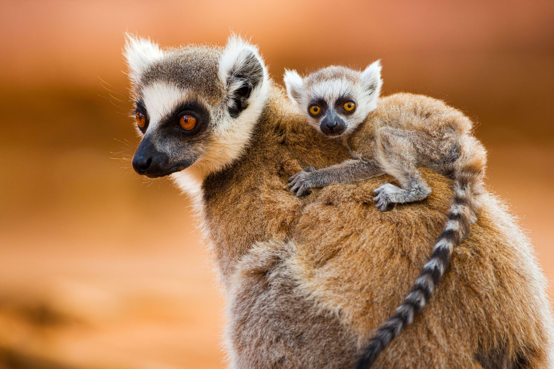 Erlebnisreise Madagaskar - Auf den Spuren der Lemuren und Baobabs