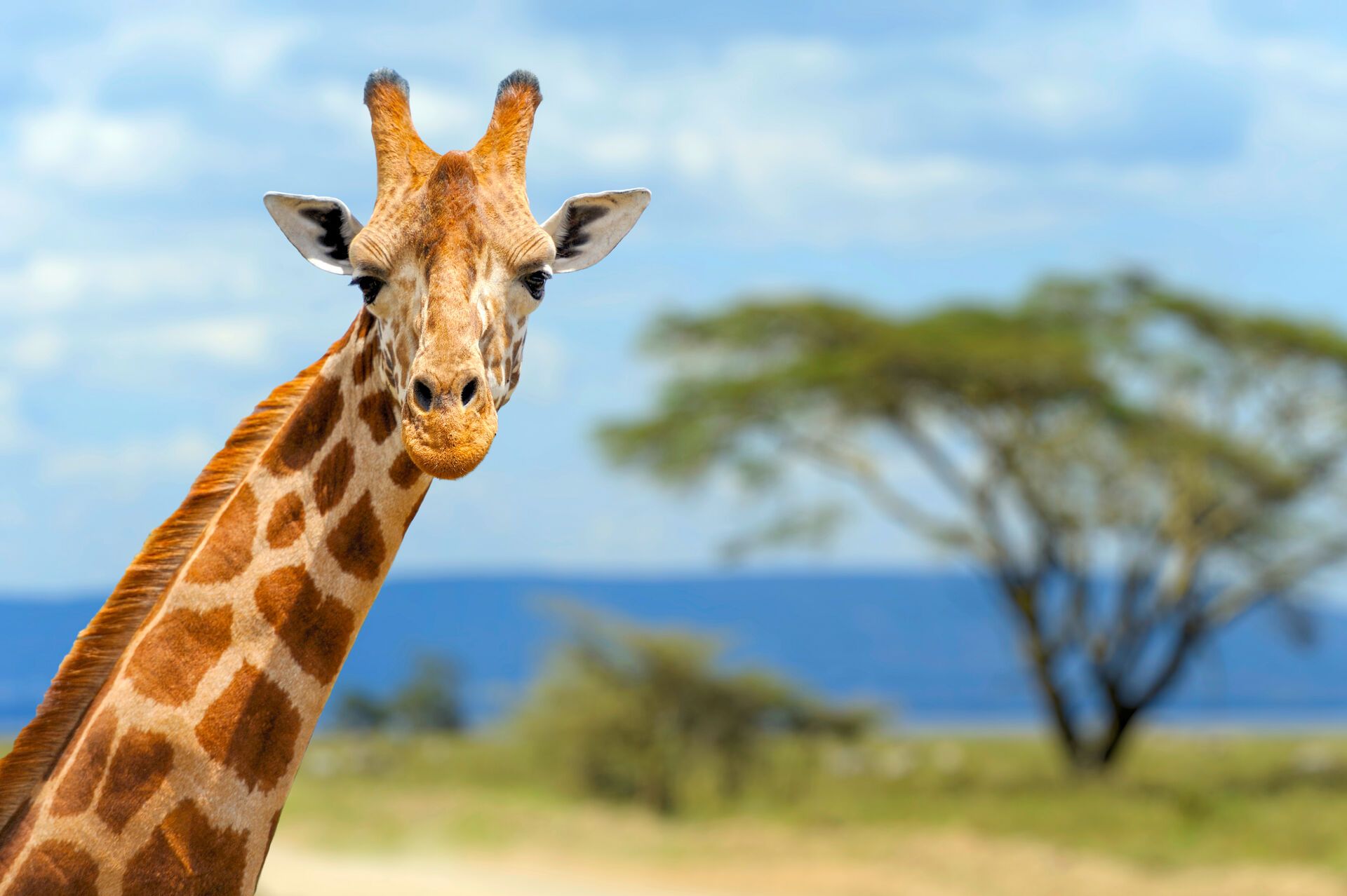 Severin Sea Lodge inkl. Safari - Luxusurlaub Kenia