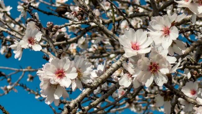 Mandelblüten Inselzauber auf Mallorca (Hotel Timor)
